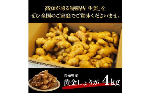 【CF-R7hbk】SNS002　高知県産黄金しょうが4kg - しょうが ショウガ 生姜 坂田信夫商店 黄金しょうが 高知 国産 生姜焼き しょうが湯 ふるさとのうぜい 故郷納税 15000円 返礼品 高知県産
