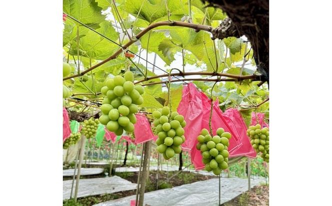 ぶどう 2026年 先行予約 農家こだわりのシャインマスカット＆ハート型のマイハート 合計約1.2kg ブドウ 葡萄 岡山県産 国産 フルーツ 果物 ギフト 【 Nini farm 農家 直送 】 [№5735-3311]