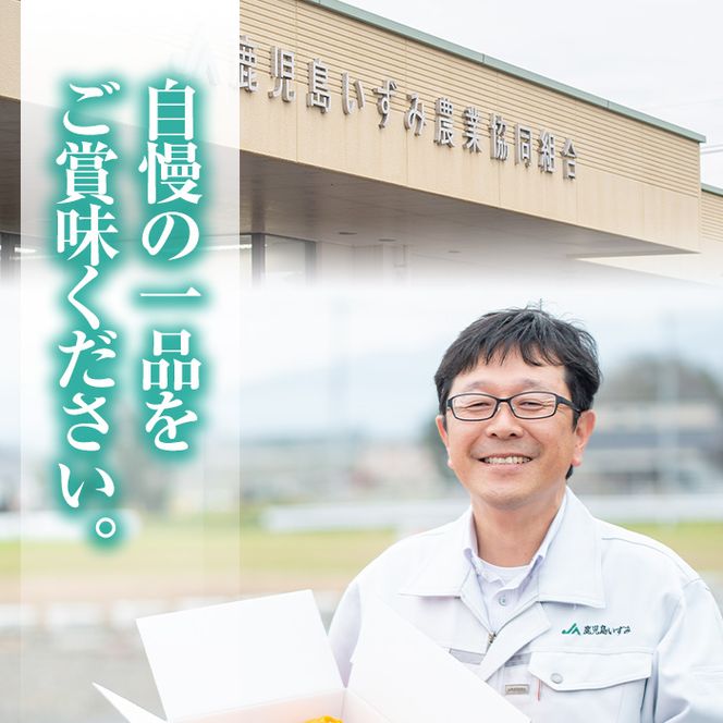 ＜先行予約受付中！2026年9月以降順次発送予定＞ 極早生 温州みかん (10kg) 国産 鹿児島県産 蜜柑 ミカン 柑橘 果物 果実 フルーツ 極早生みかん 温州みかん 青切りみかん 期間限定 数量限定 【鹿児島いずみ農業協同組合】 akn018-07
