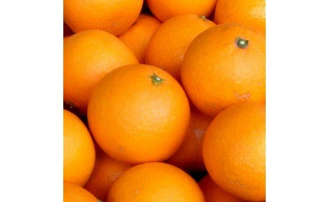 【2027年先行予約】清見オレンジ[約5kg]和歌山県有田産 春みかん (果実サイズおまかせ) 春みかん 紀伊国屋文左衛門本舗_V7026