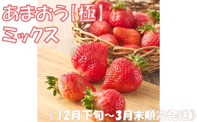 《12月下旬～3月末順次発送》あまおう【極】ミックス【とまとのまつお】_AS2157-00 いちご あまおう サイズミックス 不揃い 福岡県宗像市 宗像市 福岡 宗像
