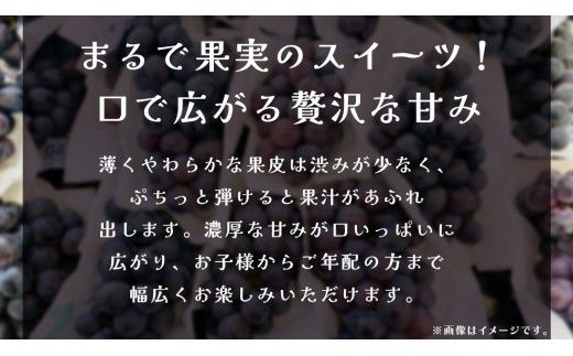 【 訳あり 】ナガノパープル 3kg 【2026年9月上旬発送開始】(茨城県共通返礼品：大子町) ぶどう 葡萄 ブドウ 果物 フルーツ 果実　 わけあり ワケあり ご自宅用 ご家庭用 自分用