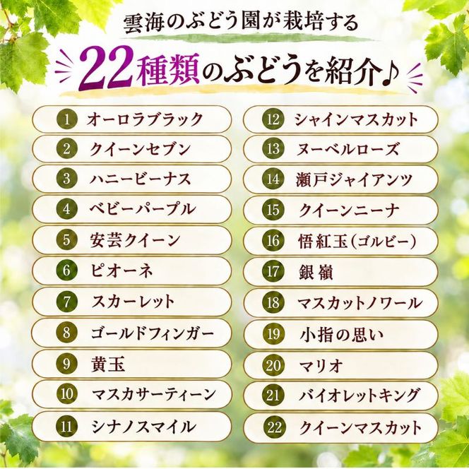 園主おまかせ！ぶどう3～4種詰め合わせセット 3房～4房入り 約2kg 化粧箱 岡山県 高梁市産