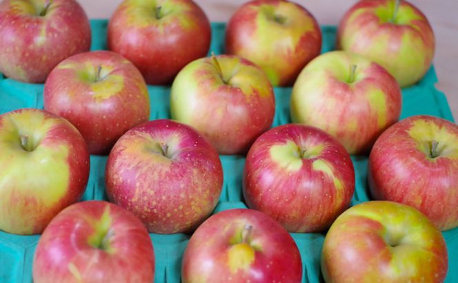 シナノスイート 家庭用 約10kg りんご リンゴ 林檎 果物 フルーツ 長野県 長野 山ノ内町