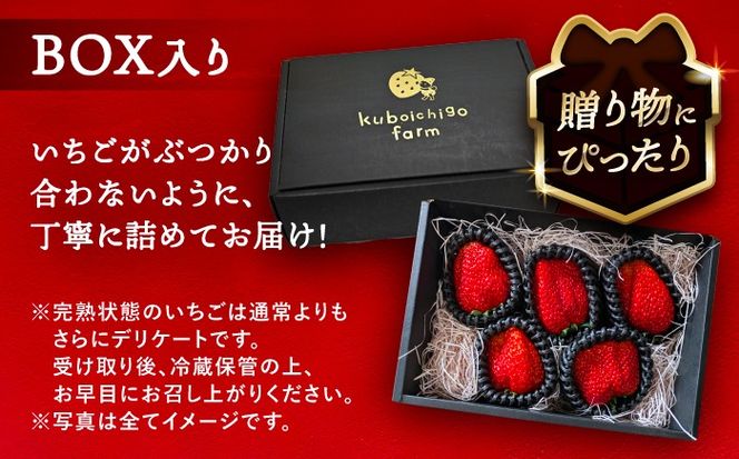 【先行予約】 ＼毎年12月より順次発送／ 〈大玉〉 やよい姫　5粒〜6粒程度 果物 いちご フルーツ 愛西市 / くぼ苺農園 【配達不可：北海道・沖縄・離島】[AECJ015]