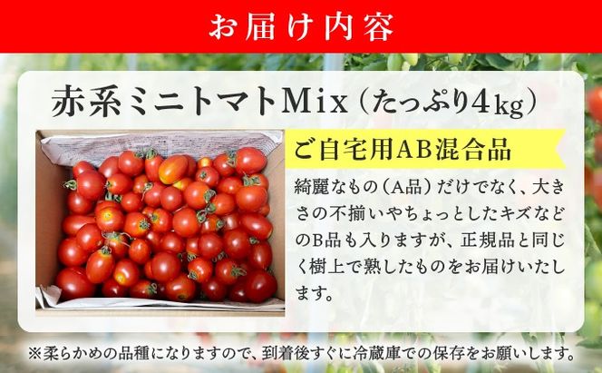 ＜先行予約＞赤系ミニトマトMix(たっぷり4kg)｜北海道 伊達市 野菜 新鮮 ふるさと納税 送料無料【ffk-005】