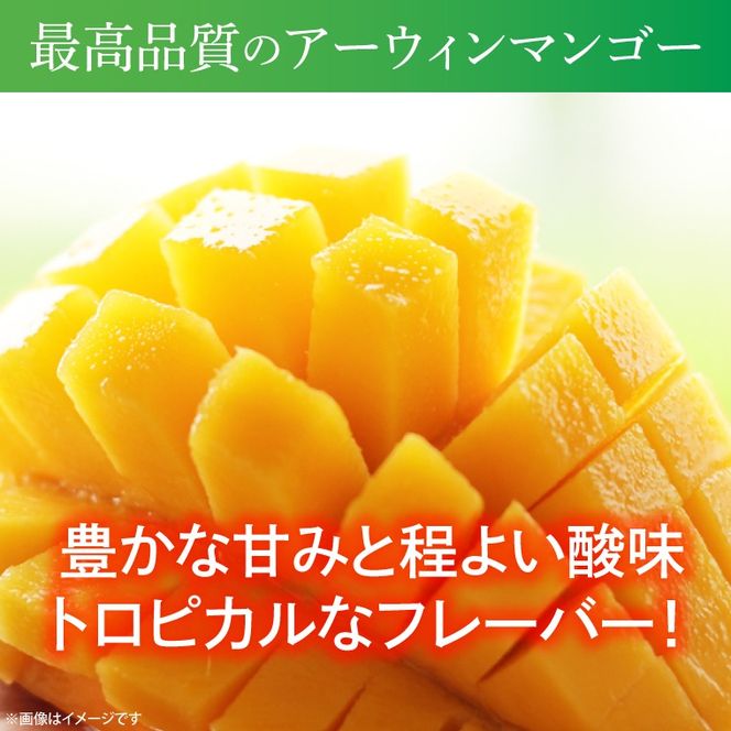 【数量限定】【先行予約】益恋 マンゴー 約1kg（2～3玉）| 7月より順次発送 マンゴー フルーツ 果物 新鮮 旬 益子町産 (CA005)