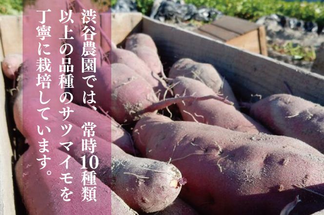 【12ヶ月定期便】渋谷農園の毎月食べ比べさつまいも 約4.5kg｜さつまいも サツマイモ さつま芋 お芋 食べ比べ 定期便 毎月 紅はるか きみまろこ シルクスイート 栗かぐや 渋谷農園 さつまいも博 茨城県産 茨城県 行方市(BZ-21)