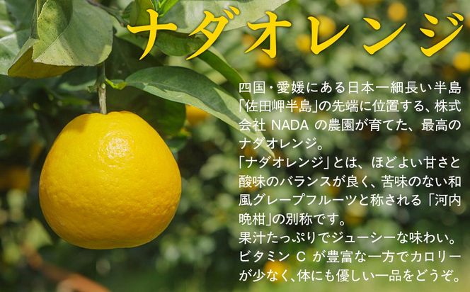 【農家直送】愛媛県産 ナダオレンジ 贈答用 4.5kg（2026年5月中旬より順次発送） IKTC012 