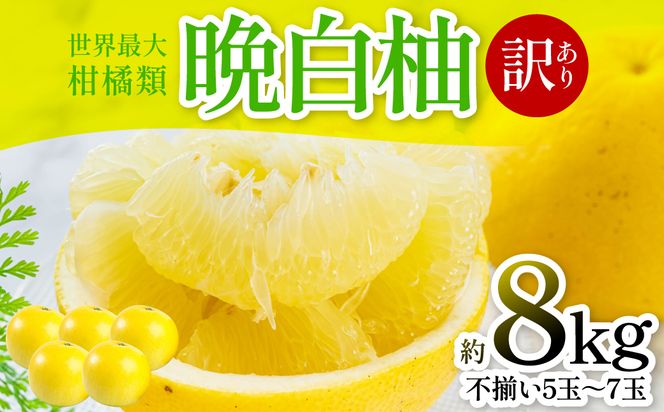 【先行予約】 【訳あり】 晩白柚 5～7玉 約8kg ばんぺいゆ 果物 果実 くだもの フルーツ 柑橘 柑橘類 熊本県 八代市 【2027年1月上旬より順次発送】
