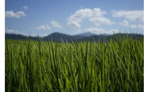 令和7年産もち米 5kg 新米 こめ おこめ 精米 お米 コメ ごはん おコメ もち米 餅米 ヒヨクモチ 炊飯 もちもち食感 おもち 赤飯 おこわ ちまき2025年 R7年 新嘗祭 皇室献上米 農家 高知県 安芸市 高知県