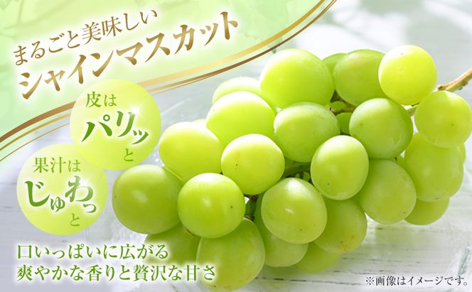 2026年 ぶどう 訳あり よくばり定期便 9月と10月の2回コース 総計 4kg 【1回目ニューピオーネ 2kg 9月中旬発送】 【2回目シャインマスカット 2kg 10月中旬発送】 岡山県高梁市産 9月10月各月発送 数量限定