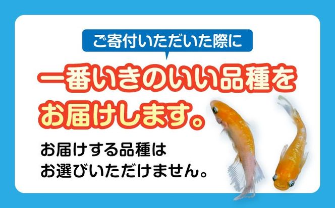 メダカ5匹（カラー系） 【株式会社プロスパージャパン】 改良メダカ めだか 生体[AEAK002]