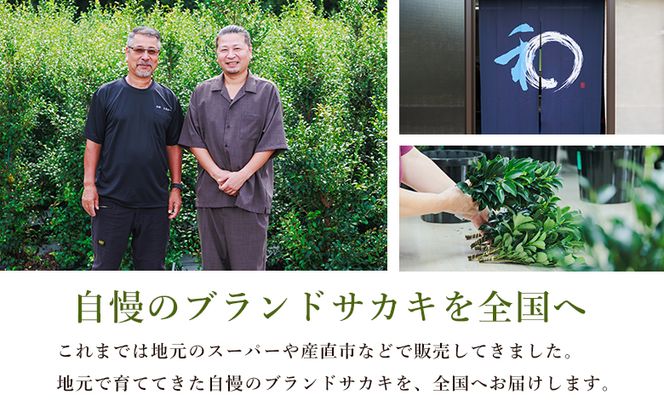 本榊 ２束（6～10本）本榊 榊 ほんさかき さかき サカキ 神棚 神事 お供え ブランドサカキ 和一 光富 盛福 30cm程度 小束 3品種 厳選 国産 ht-0001
