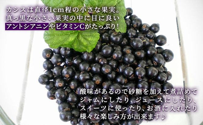 自家農園産・冷凍カシス1kg（500g×2袋） 果物 果実 フルーツ セット 詰め合わせ 