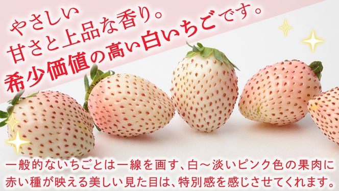 ＼選べる 内容量・発送方法／白いちご 約200g（15～18粒）2パック または 4パック 単品・定期便 3か月【2027年1月から発送開始】（茨城県共通返礼品 [いちご]：城里町産） 茨城県 県産 人気 厳選 果物 くだもの 旬 旬の果物 旬のフルーツ フルーツ ギフト 贈答 いちご イチゴ 苺 白いちご