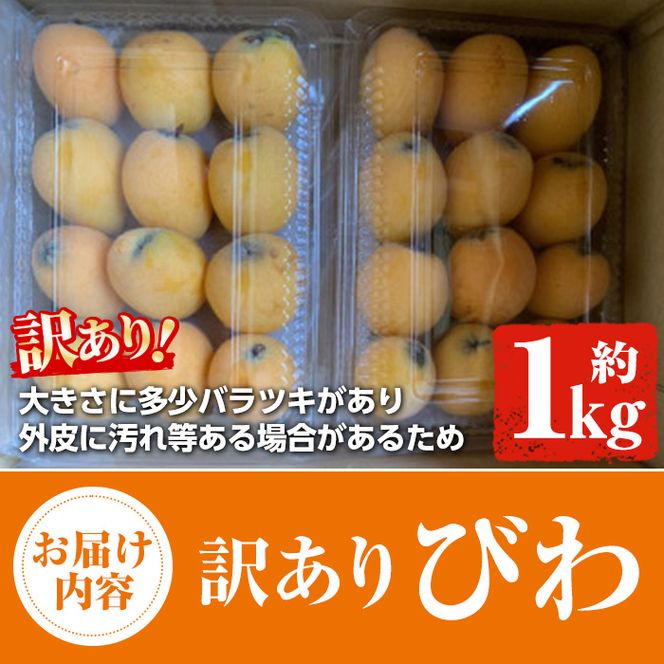 ＜先行予約受付中！2026年5月上旬以降順次発送予定＞数量限定！訳あり びわ(約1kg) 阿久根市 フルーツ 果物 デザート 甘味 酸味 果肉 果汁【松永青果】akn053-10