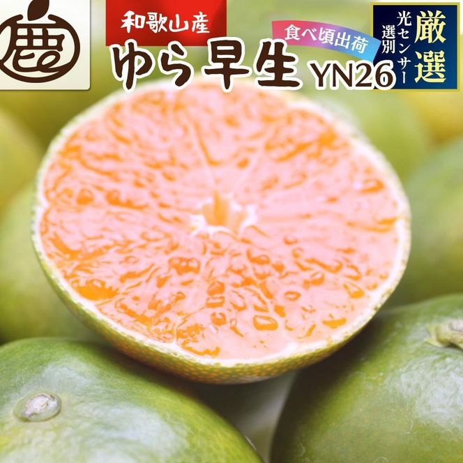 ［先行予約］プレミアム 有田みかん（ゆら早生）10kg+250g（傷み補償分）CZ157