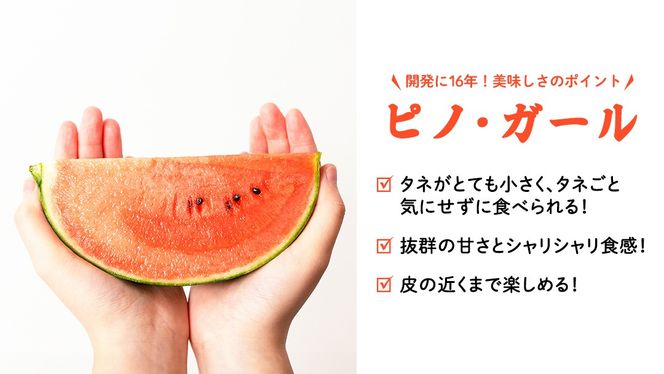 【 訳あり 】 こだますいか 「 ピノ・ガール 」 1玉 2026年産 先行予約 筑西ブランド こだまスイカ 小玉スイカ すいか スイカ フルーツ 果物 [AF080ci]