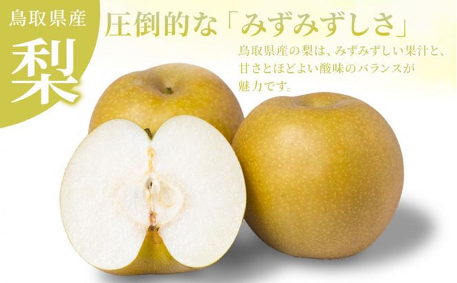 訳あり 数量限定 鳥取県産 新甘泉（しんかんせん） 約5kg （10～18玉）≪2026年9月中旬頃出荷≫ 312011_GT001