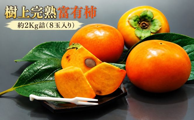 【福岡県朝倉産】もぎたて樹上完熟富有柿 木の上でじっくり熟した、みずみずしく濃厚な甘み ［一番美味しい時期にお届け］正品 ギフト箱 8玉入り 約2Kg詰