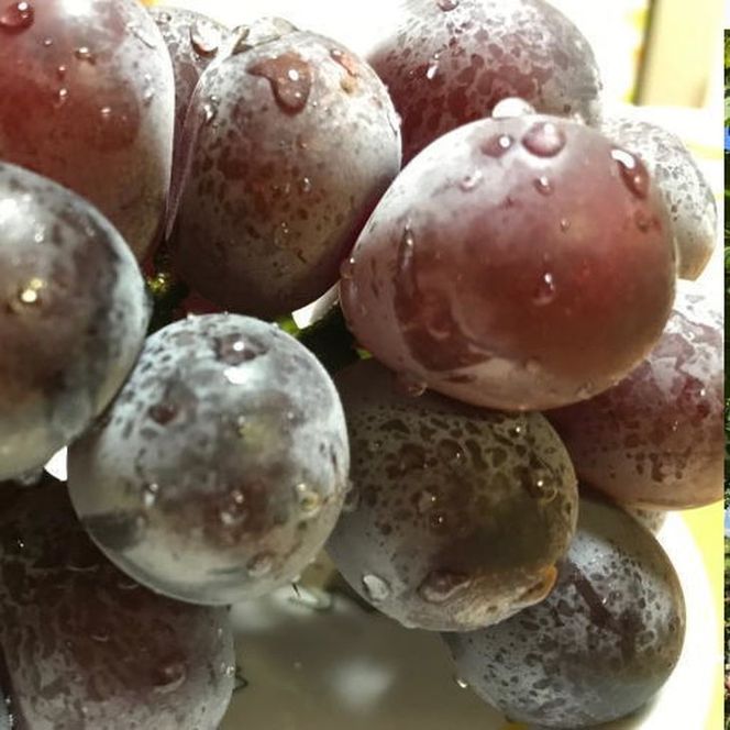 【夏秋の美味】フルーツ王国和歌山の"濃厚"種無しピオーネ 約2kg