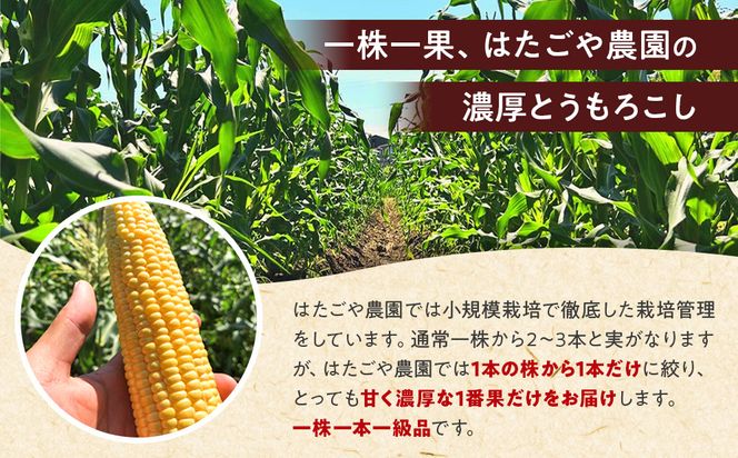 朝採 新鮮 白浜町産 ホワイトコーン とうもろこし 2Lサイズ 10～12本 はたごや農園 304018_ET02