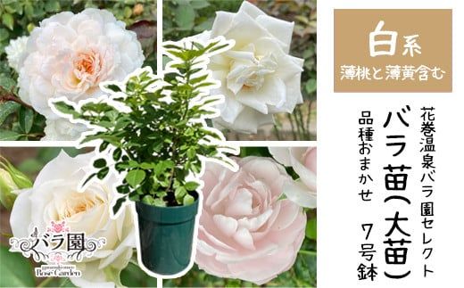 y茧ԊszԊoňuocv7TCY -- y1662z