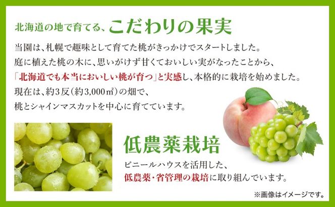 ＜先行予約＞ シャインマスカット 2房（1kg以上）化粧箱入り