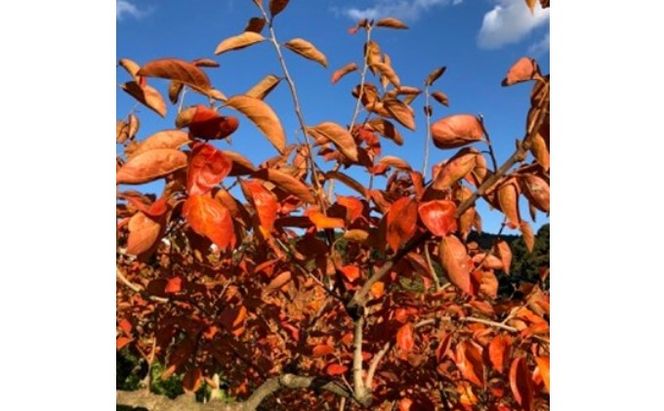 柿 志波 富有柿 約3kg 11～12玉 果物類 かき 