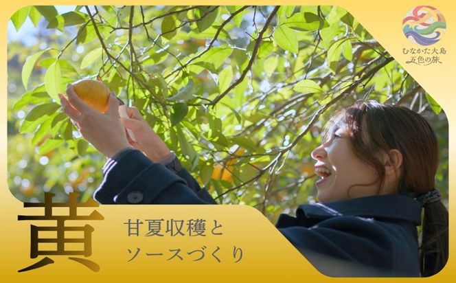 むなかた大島五色の旅「黄」甘夏収穫と甘夏ソース作り（3名様）～テーマは【実り】～【DMOむなかた】_HA2105 宗像大島 体験 チケット 甘夏 福岡県宗像市 宗像市 福岡 宗像