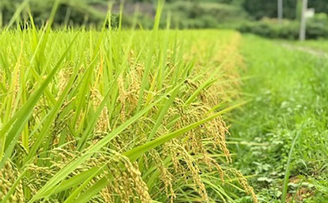 【数量限定！】あま！うま！ミネラル栽培の魚沼産従来コシヒカリ精米5kg (5kg×1袋)