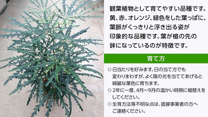 クロトンノキ グリーンエレガンス 5号ポット 1点 家庭 で 園芸 鉢植え 苗 庭木 果樹 ガーデニング 植物 確実園 観葉植物 インテリア 植木鉢 [BG019us]