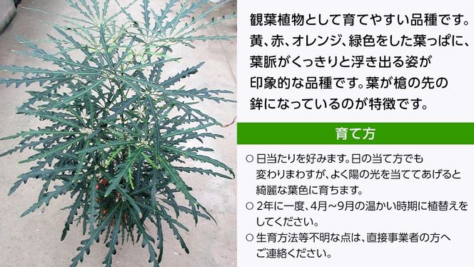 クロトンノキ グリーンエレガンス 5号ポット 1点 家庭 で 園芸 鉢植え 苗 庭木 果樹 ガーデニング 植物 確実園  [BG019us]