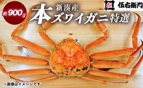 【伍右衛門】[特選]新湊産本ズワイガニ約900g｜海の幸 海鮮 お祝い 集まり メニュー 冬の味覚 茹でたて 新鮮 国産 富山県産 ※離島への配送不可 ※2025年11月上旬～2026年3月中旬頃 ※発送まで1か月以上かかる場合があります。