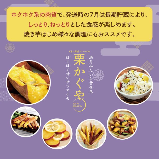 【2027年7月より順次発送】希少な新品種！７月限定「行方の黄福(栗かぐや)」さつまいも 約5kg｜さつまいも サツマイモ さつま芋 お芋 希少 新品種 栗かぐや 先行予約 茨城県 行方市(AE-88)