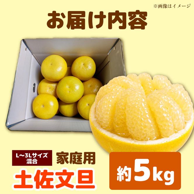 【先行予約】土佐文旦 家庭用 約5kg（L～3Lサイズ混合：8～13玉入り） 先行予約 文旦 ぶんたん ブンタン 柑橘 フルーツ デザート 果物 ご当地 人気 お取り寄せ＜2027年1月中旬～順次発送＞【玉木農園】