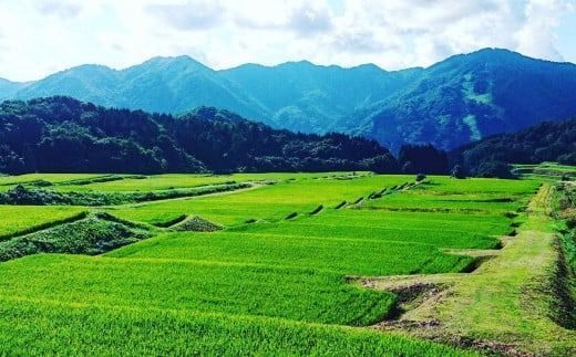 【令和7年産米】 有機栽培米コシヒカリ 玄米4kg（2kg×2）新潟県村上市岩船産 オーガニック　1067151