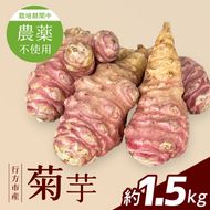 【2026年11月より順次発送】★栽培期間中農薬不使用★ 行方市産 菊芋 約1.5kg｜芋 先行予約 茨城県（CP-17）