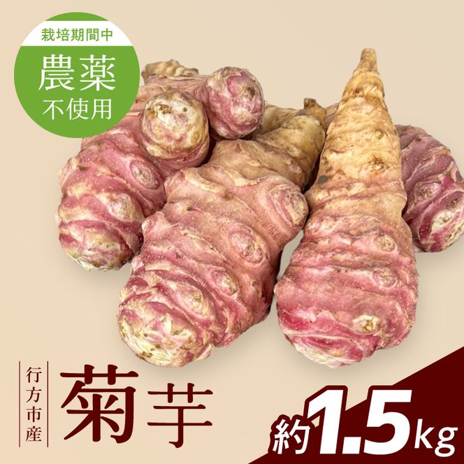 【2026年11月より順次発送】★栽培期間中農薬不使用★ 行方市産 菊芋 約1.5kg｜芋 先行予約 茨城県（CP-17）