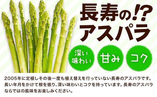 アスパラガス 約600g いっちゃんファーム《選べる出荷時期》熊本県 氷川町 氷川産 野菜 アスパラガス アスパラ---sh_cichnasp_24_p23_11000_600g---