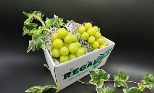 【2026年発送分】【やまなしフルーツ定期便（２回）】 シャインマスカット ～ 1kg以上（2-3房）＆ラ・フランス（1.5kg以上・３-５玉）　定期便　果物 フルーツ くだもの シャイン 洋ナシ 洋梨 洋なし 山梨 やまなし 富士川町