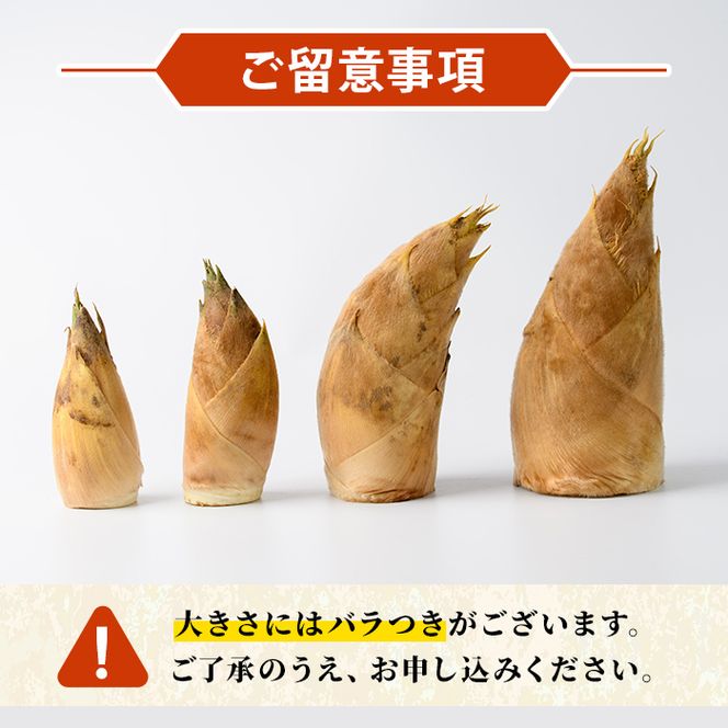 ＜先行予約受付中！2027年2月下旬以降順次発送予定＞ 【平日着】朝堀り青果たけのこ(約3kg) 国産 新鮮 タケノコ 青果 竹の子 筍 野菜 春 旬 期間限定 数量限定 【上野食品】akn008-19-A
