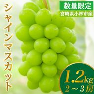 【数量限定】シャインマスカット 1.2kg 農家直送（ぶどう 葡萄 高級フルーツ 甘い 高糖度 ジューシー みずみずしい 芳醇 数量限定 期間限定 旬の果物 人気返礼品 )