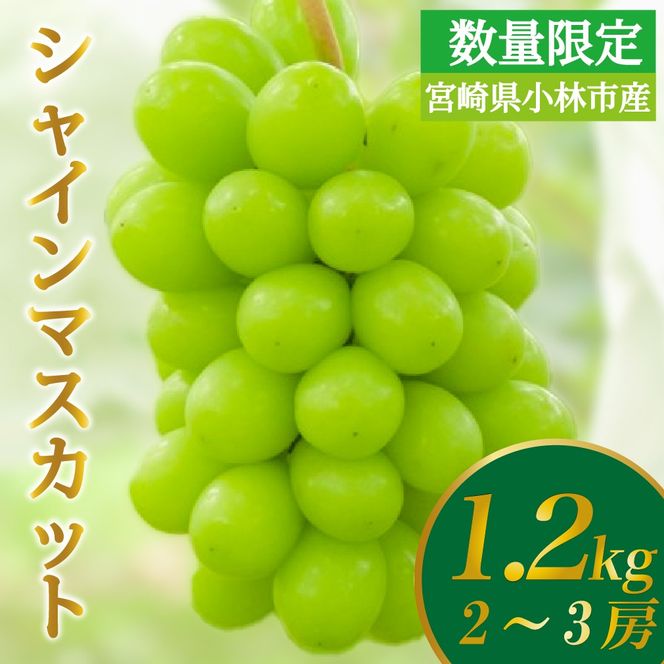 【数量限定】シャインマスカット 1.2kg 農家直送（ぶどう 葡萄 高級フルーツ 甘い 高糖度 ジューシー みずみずしい 芳醇 数量限定 期間限定 旬の果物 人気返礼品 )