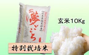 【令和7年産】特別栽培米 10kg【玄米】（夢ごこち）
