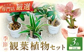 【お部屋にちょうどいい】観葉植物お試し3点セット｜専門店が選ぶ“はじめてのグリーン”【京都・京丹後】 植物 ガーデニング 癒し 自然 ふるさと納税 観葉植物 プレゼント 記念日 おしゃれ ふるさと納税 母の日　YE00004