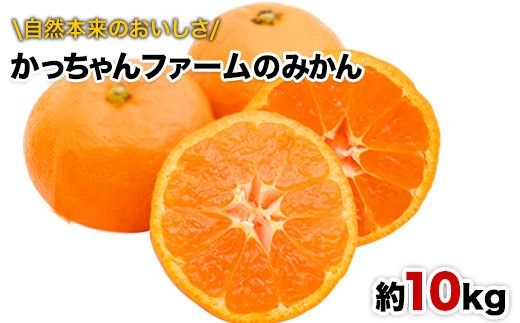 ご家庭用『かっちゃんファーム』のご家庭用みかん★ 約10kg【2S-Lサイズ(大小サイズ混合)】《11月上旬-12月末頃出荷》 自然本来のおいしさ！---gkt_kat_2_10kg---