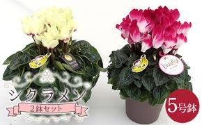 シクラメン5号鉢（15cm）2鉢セット ますだ農園 【お届け：11月～12月】 F4N-2807