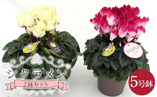 シクラメン5号鉢（15cm）2鉢セット ますだ農園 【お届け：11月～12月】 F4N-2807